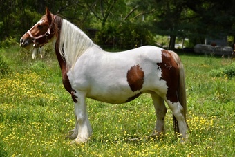 "WW The Phoenixx" Chestnut Mare Gypsy Vanner