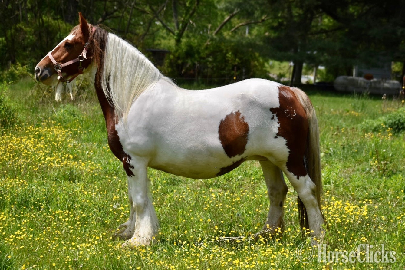 "WW The Phoenixx" Chestnut Mare Gypsy Vanner in Ohio