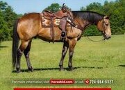 "Timber" Buckskin Gelding Quarter Horse