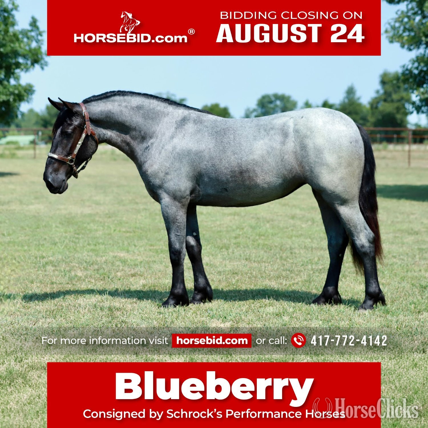 "Blueberry" Blue Roan Mare Pony in Missouri