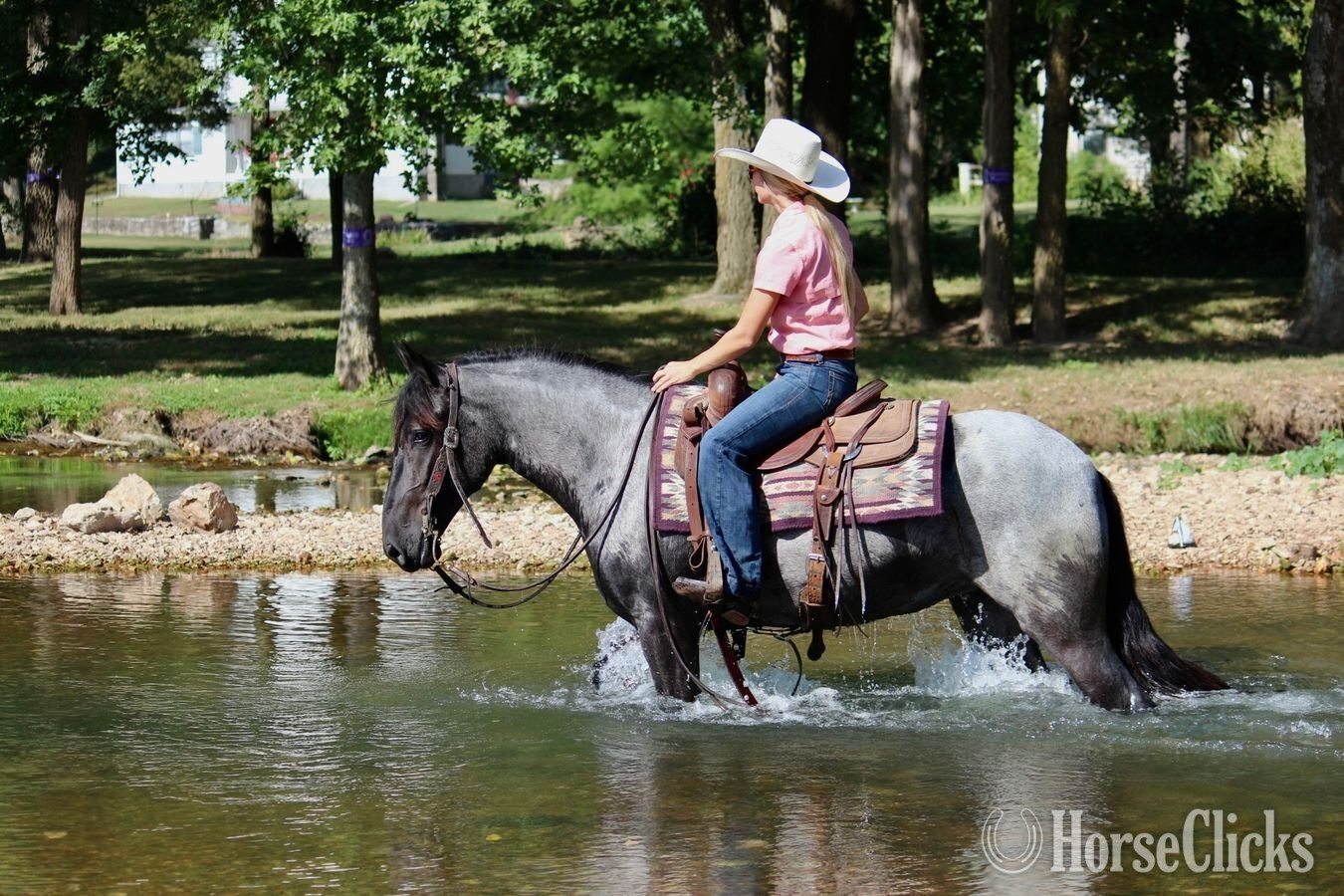 "Blueberry" Blue Roan Mare Pony
