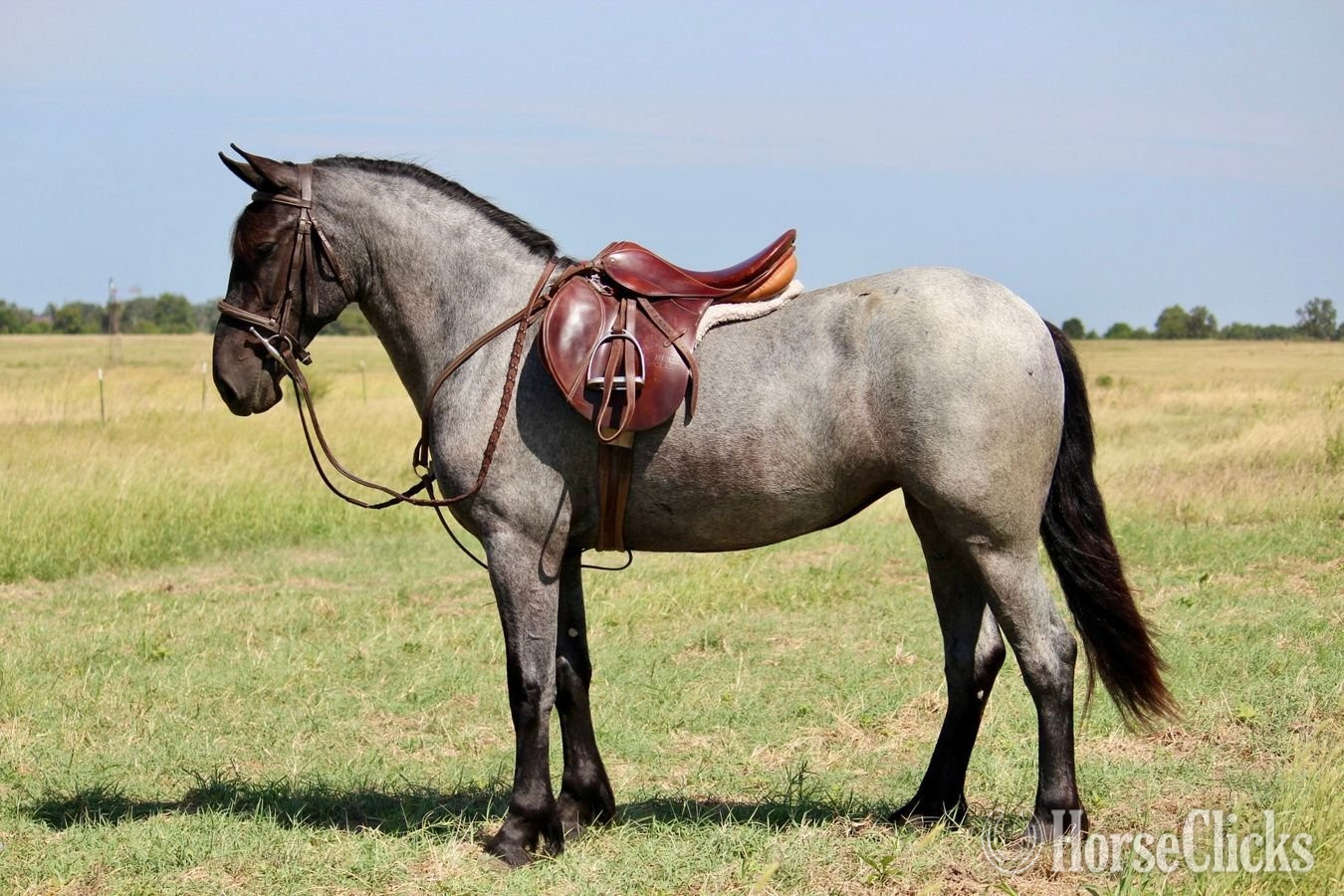 Missouri "Blueberry" Blue Roan Mare Pony