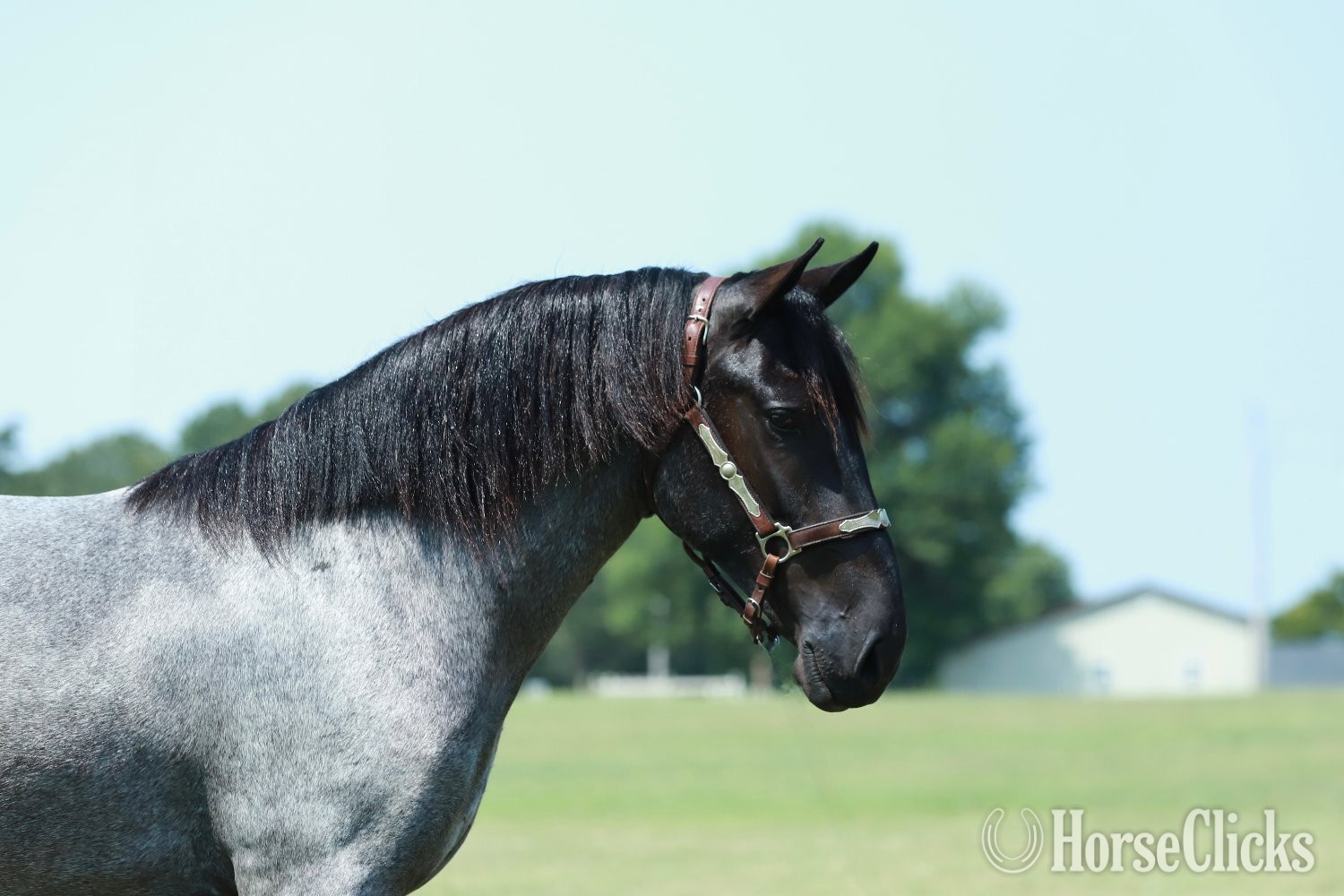 Pony - "Blueberry" Blue Roan Mare Pony