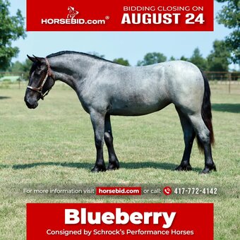 "Blueberry" Blue Roan Mare Pony