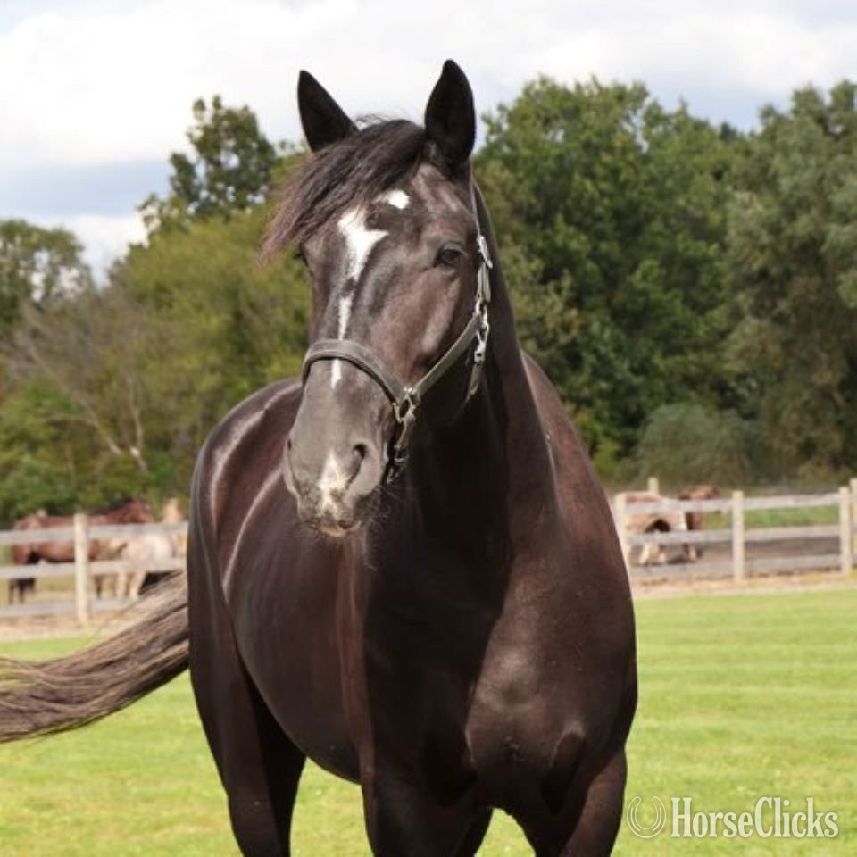 Michigan "CAPTAIN HOOK "KING"" Bay Gelding Percheron