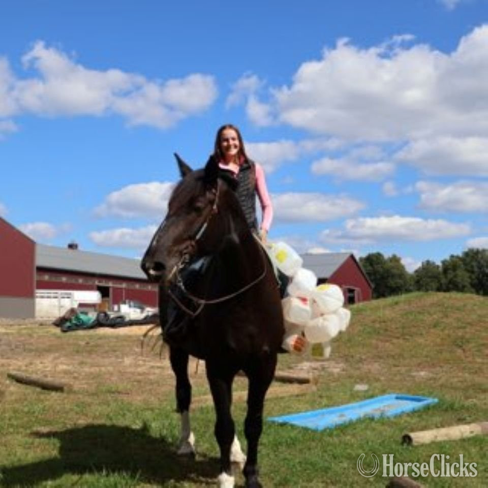 "CAPTAIN HOOK "KING"" Bay Gelding Percheron Michigan