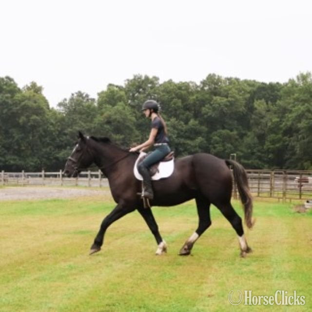 Percheron - "CAPTAIN HOOK "KING"" Bay Gelding Percheron in Michigan