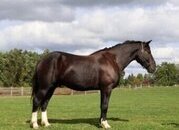 "CAPTAIN HOOK "KING"" Bay Gelding Percheron