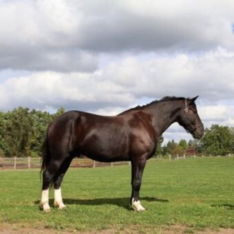 "CAPTAIN HOOK "KING"" Bay Gelding Percheron