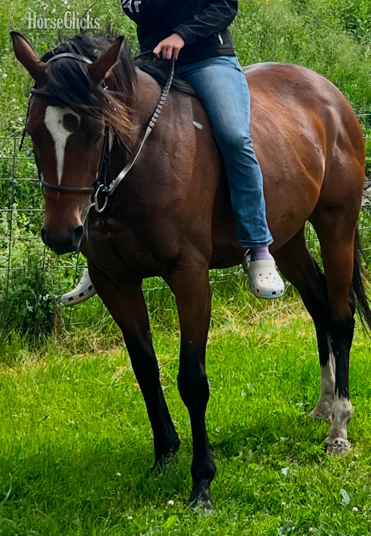 "Piper" Bay Mare Thoroughbred in Tennessee