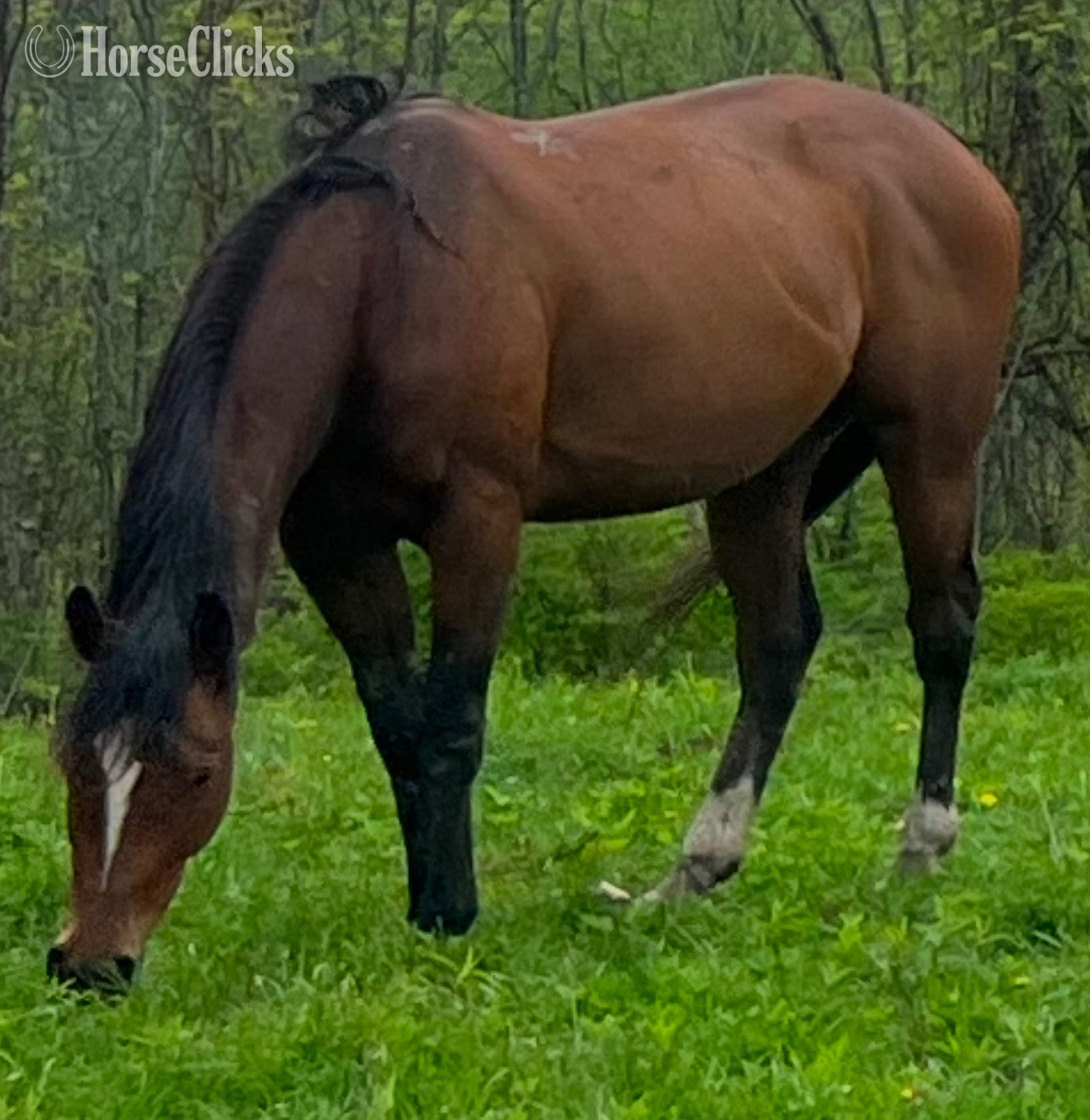 Tennessee "Piper" Bay Mare Thoroughbred