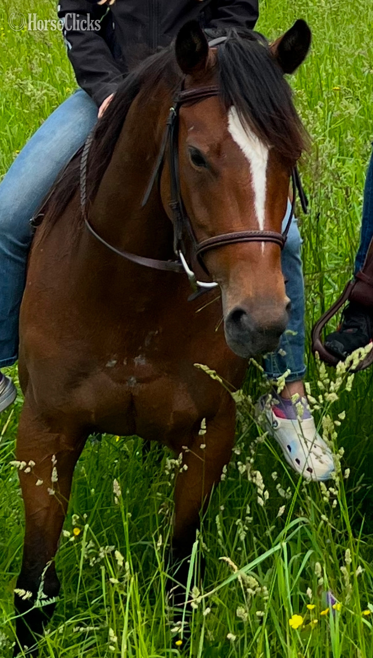 "Piper" Bay Mare Thoroughbred - Thoroughbred in Tennessee