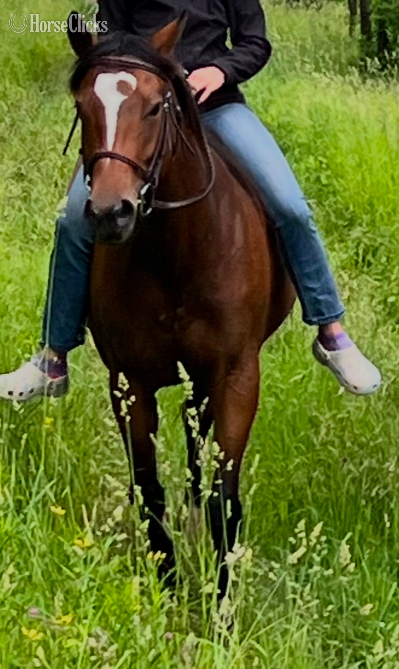 "Piper" Bay Mare Thoroughbred - Thoroughbred