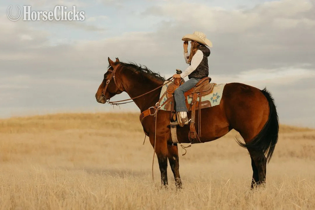"Split" Bay Mare Quarter Horse in Wyoming
