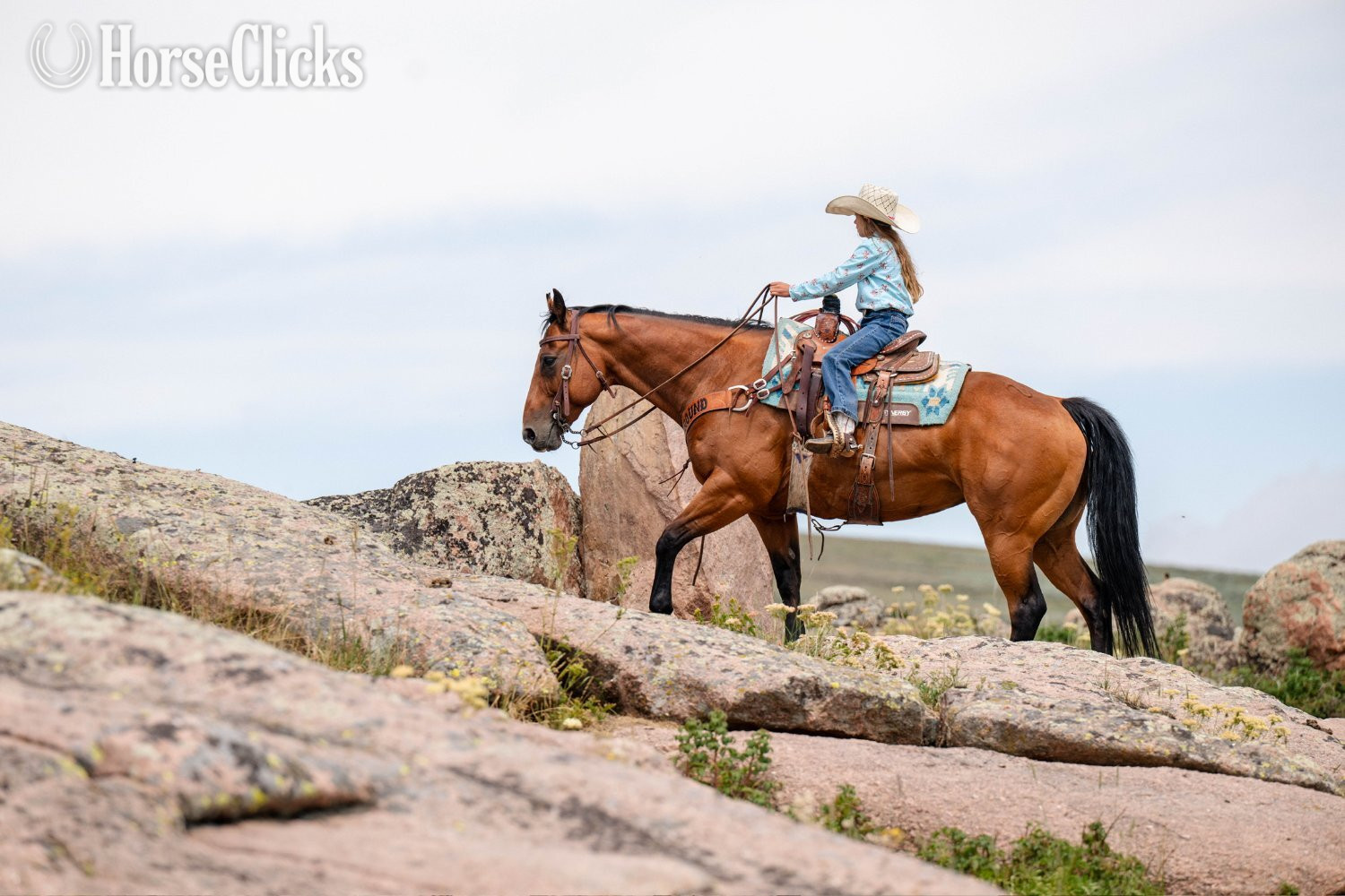 Wyoming "Split" Bay Mare Quarter Horse