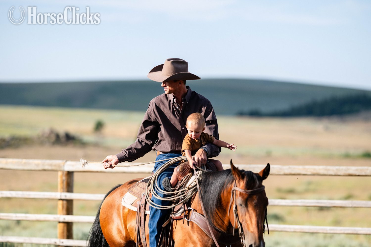 "Split" Bay Mare Quarter Horse - Quarter Horse in Wyoming