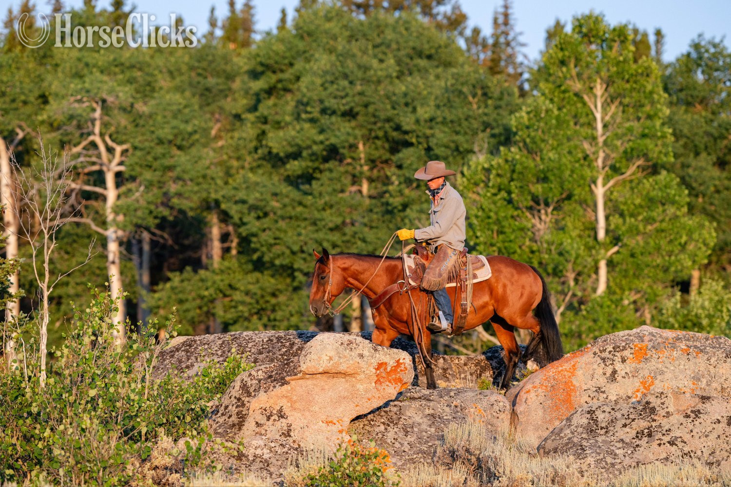 "Split" Bay Mare Quarter Horse - Quarter Horse