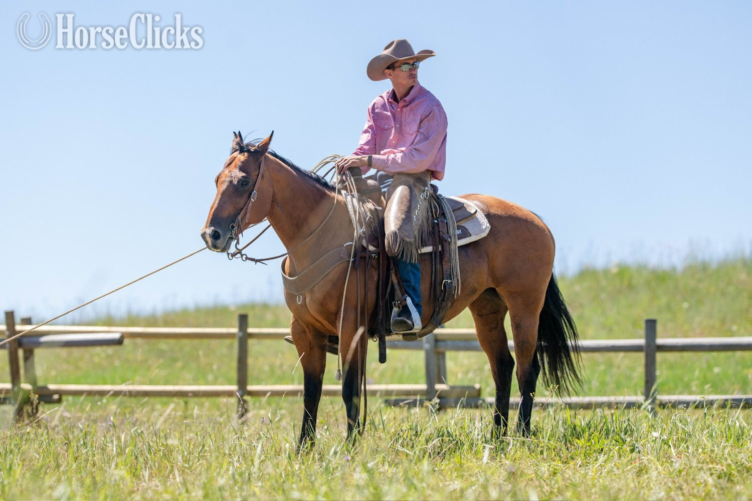 "Split" Bay Mare Quarter Horse Wyoming