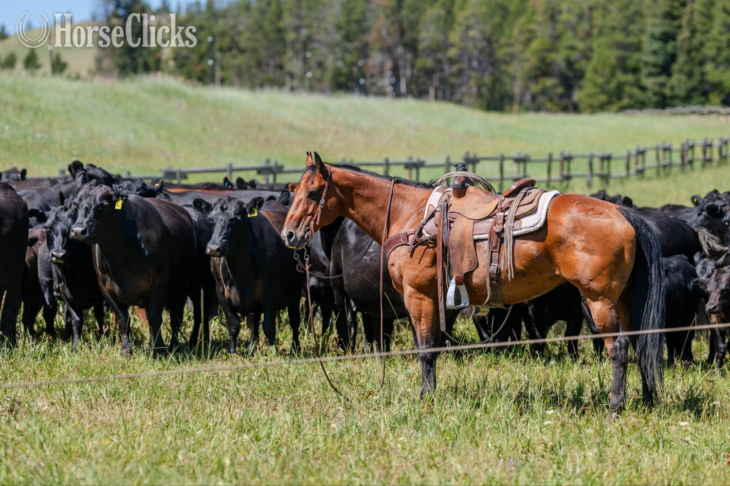 Quarter Horse - "Split" Bay Mare Quarter Horse in Wyoming
