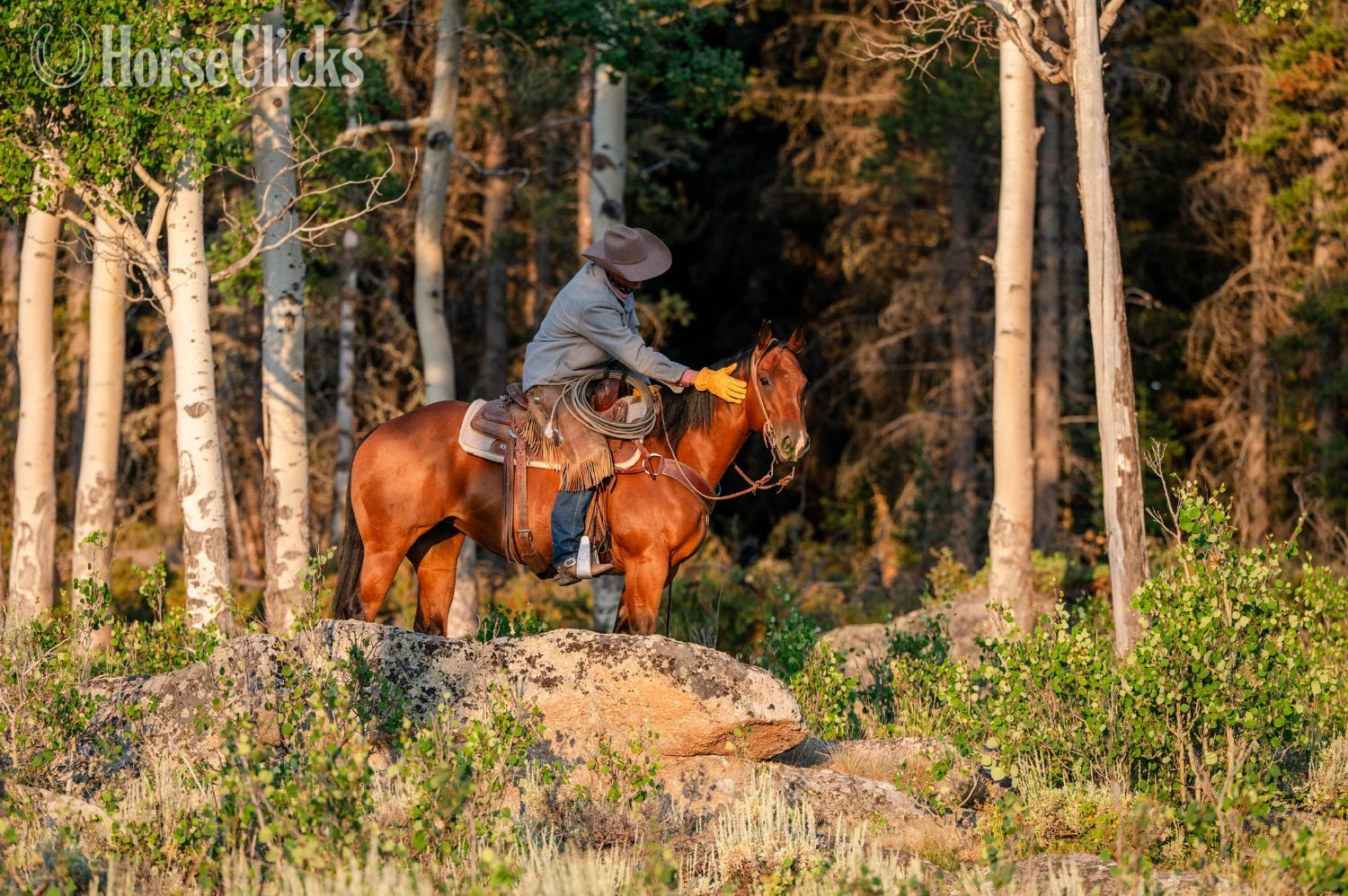 Quarter Horse - "Split" Bay Mare Quarter Horse