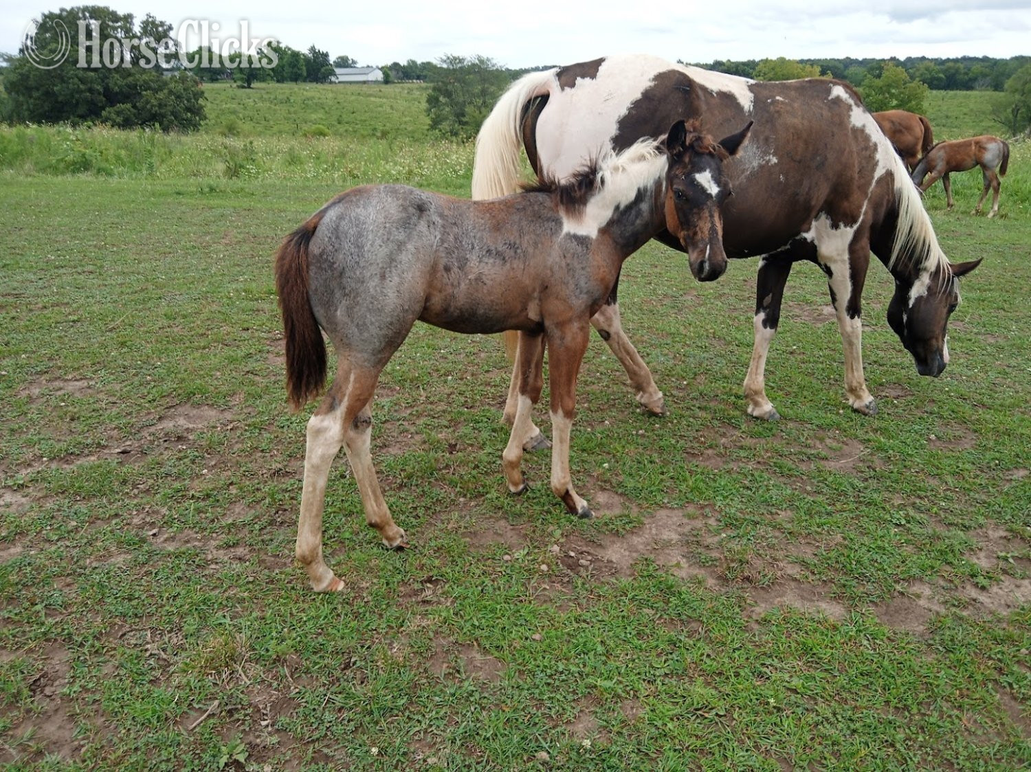 "LD Hotter N Blu Smoke" Blue Roan Filly Paint in Missouri