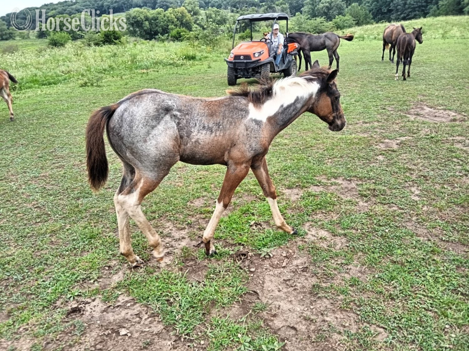 Missouri "LD Hotter N Blu Smoke" Blue Roan Filly Paint