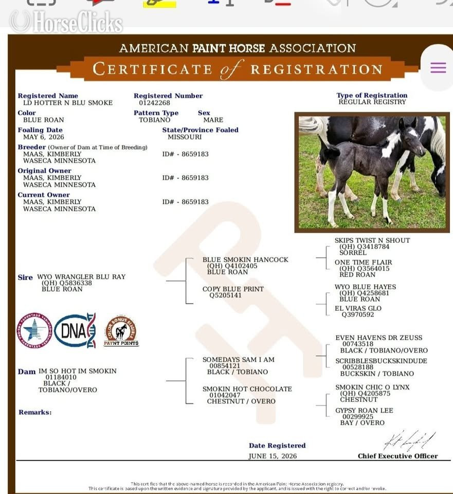 "LD Hotter N Blu Smoke" Blue Roan Filly Paint - Paint in Missouri