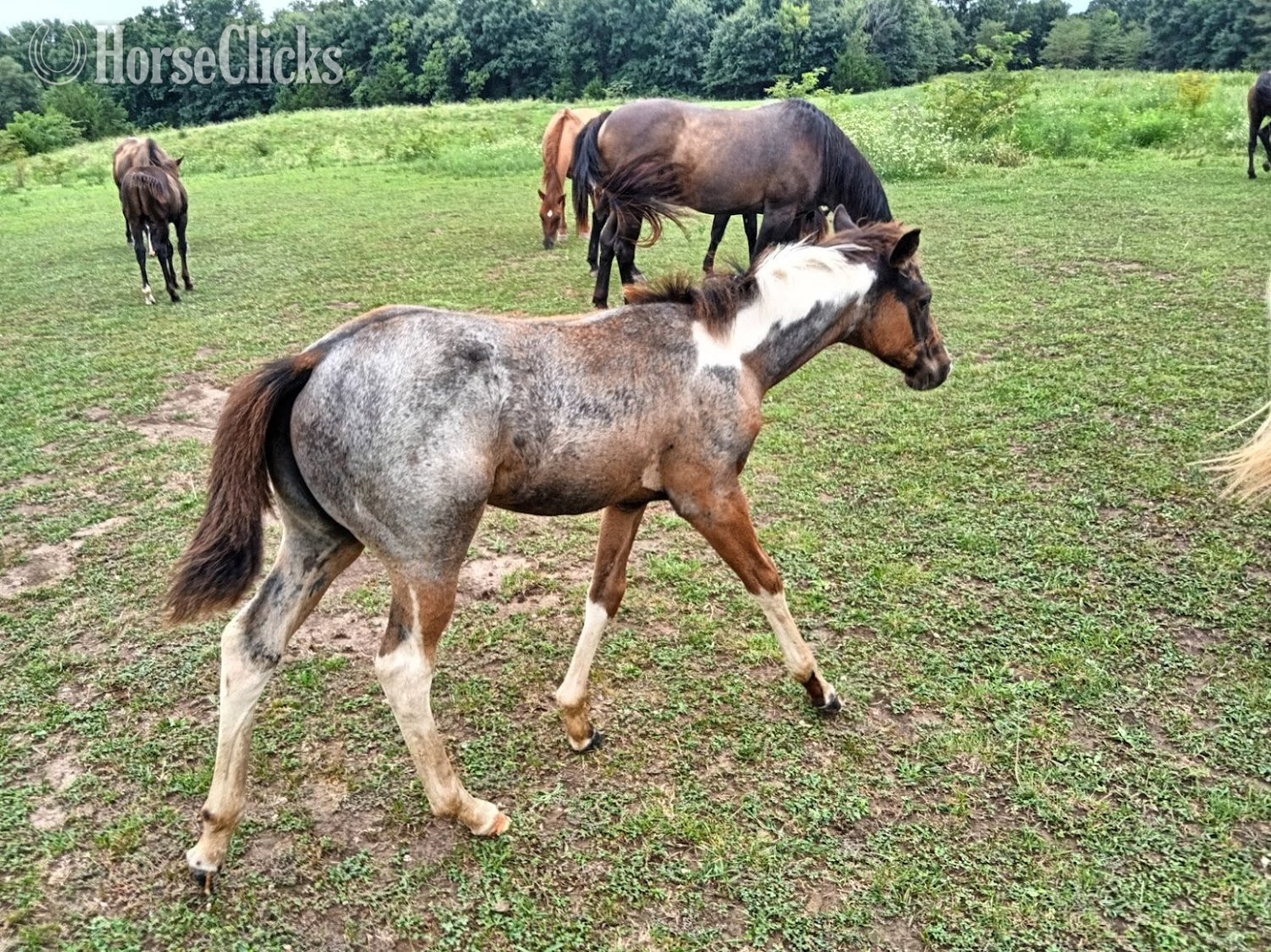 "LD Hotter N Blu Smoke" Blue Roan Filly Paint - Paint