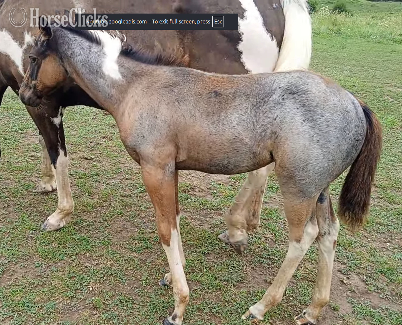 "LD Hotter N Blu Smoke" Blue Roan Filly Paint Missouri