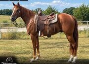 "Rosebud" Sorrel Gelding Missouri Fox Trotter