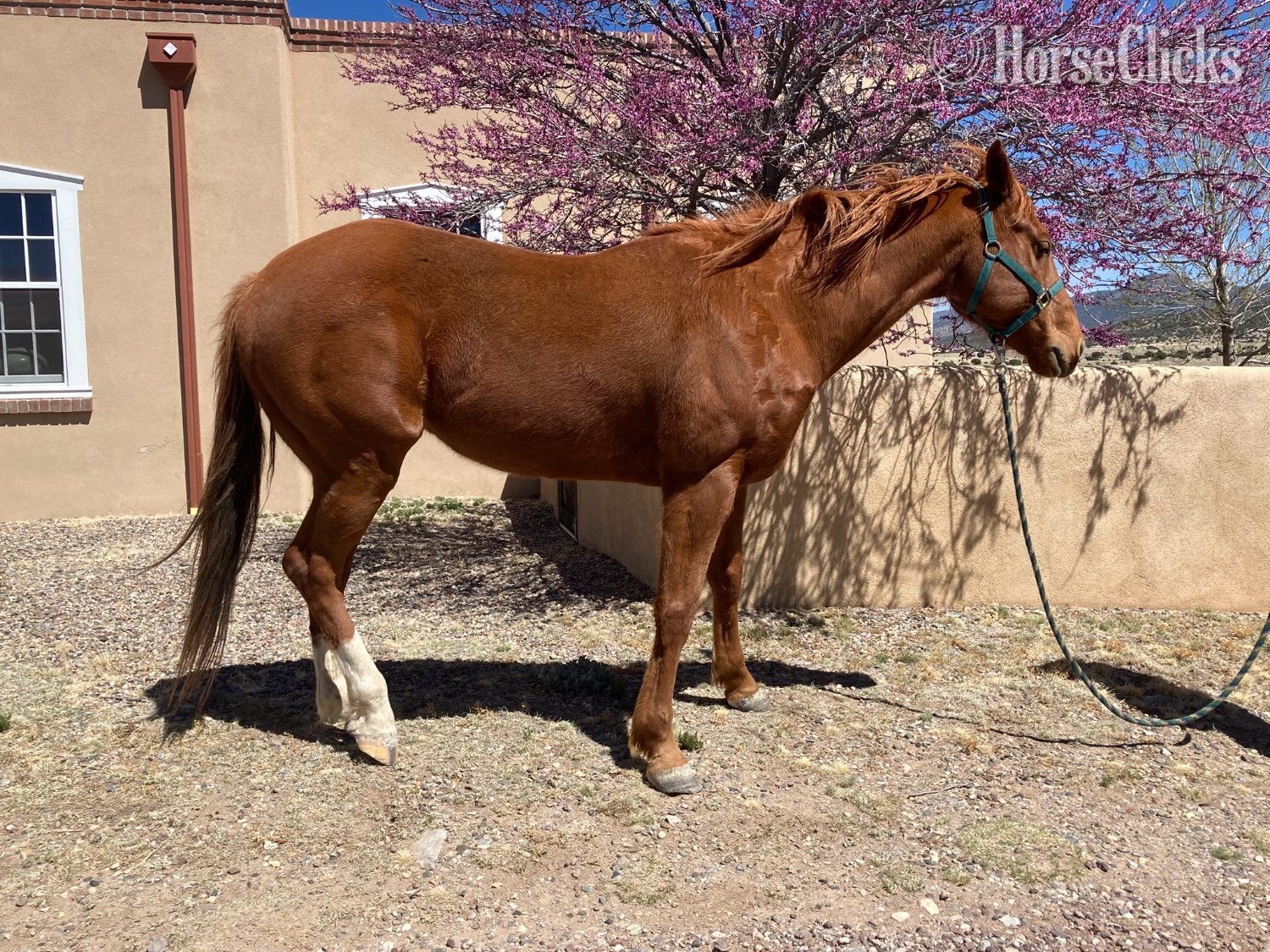 "Slim" Sorrel Gelding Quarter Horse - Quarter Horse in New Mexico