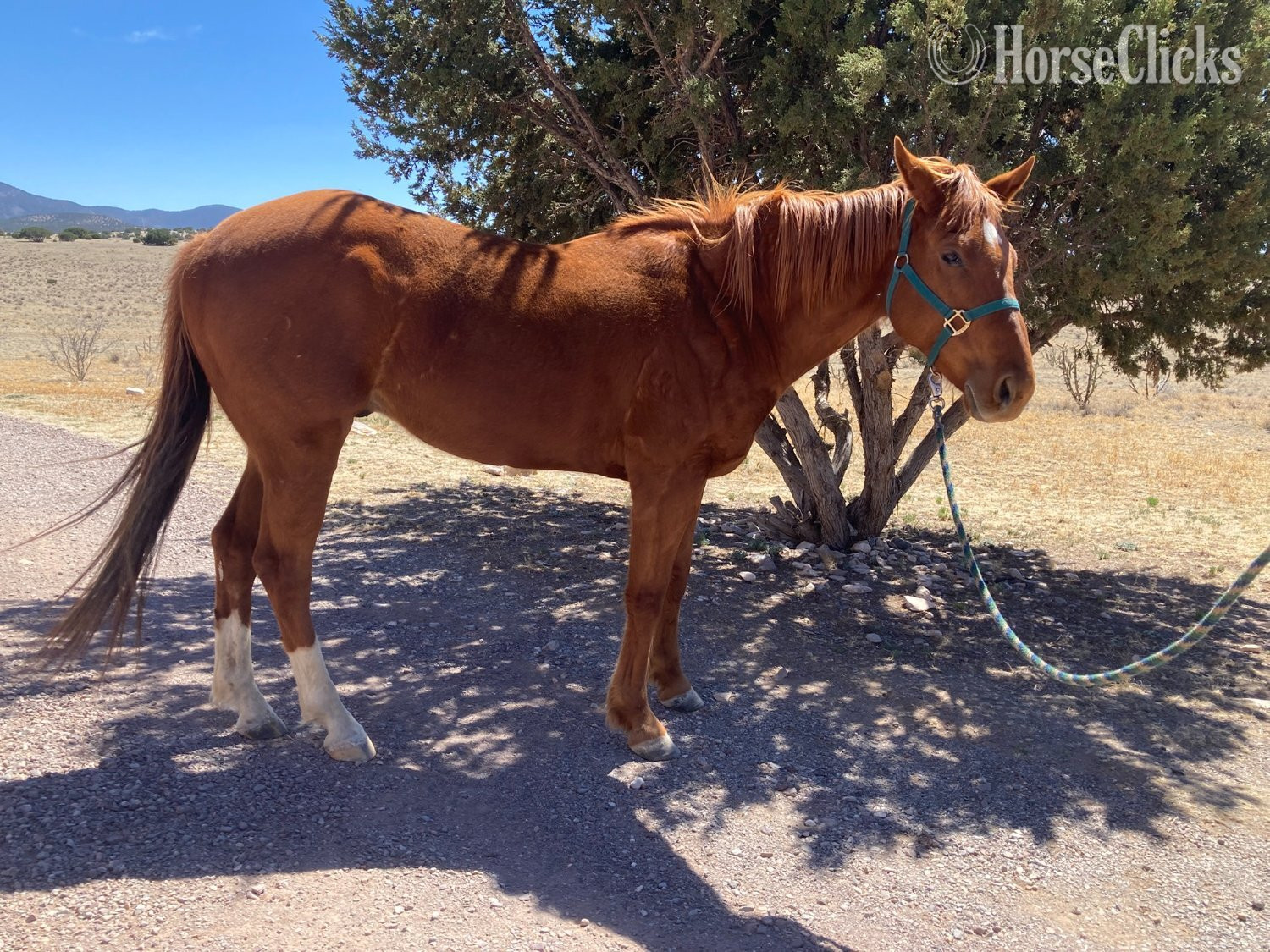 "Slim" Sorrel Gelding Quarter Horse in New Mexico