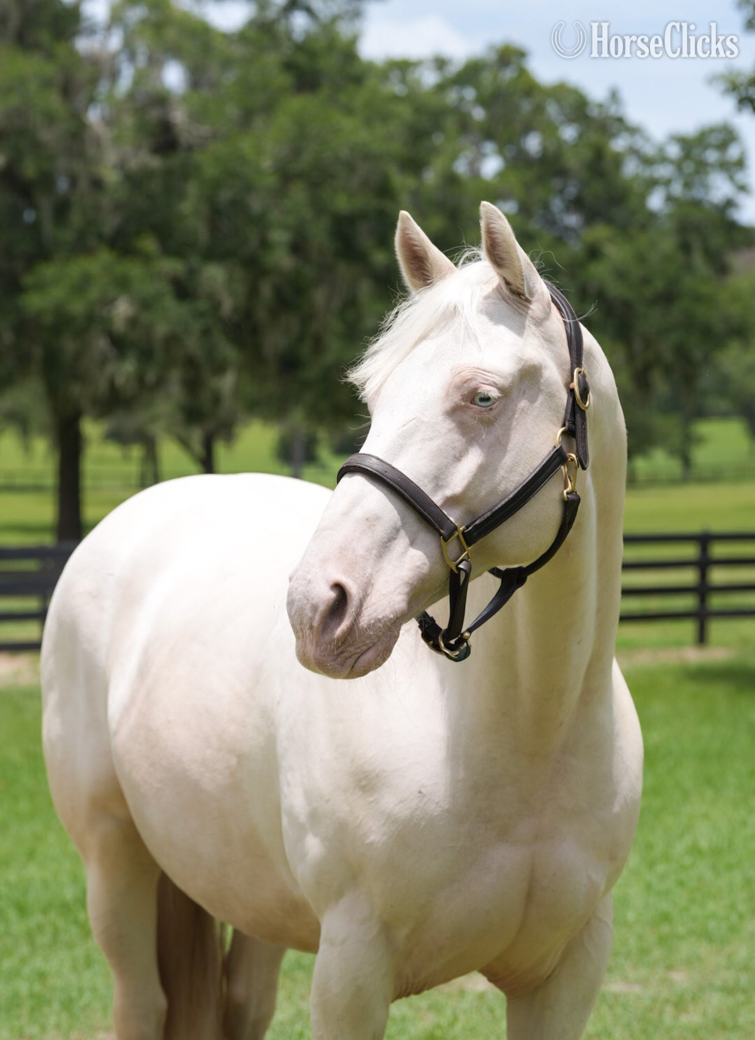 "JIMMY" Cremello Gelding Quarter Horse in Florida