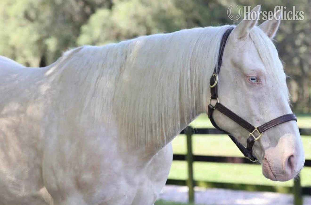 "JIMMY" Cremello Gelding Quarter Horse