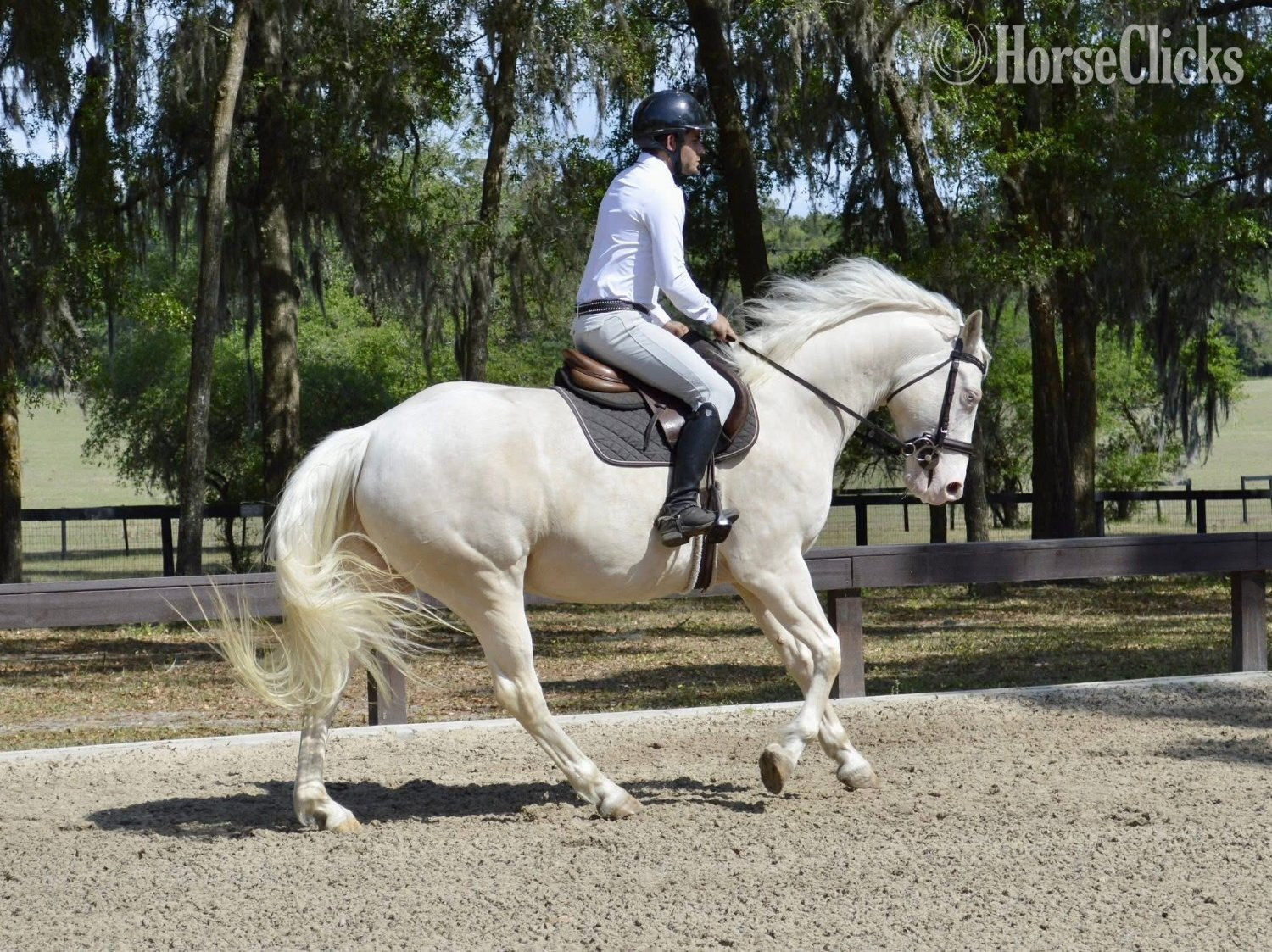 Florida "JIMMY" Cremello Gelding Quarter Horse