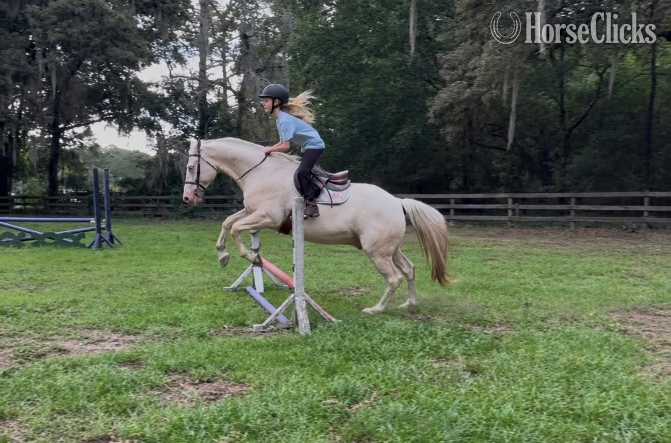 "JIMMY" Cremello Gelding Quarter Horse - Quarter Horse in Florida