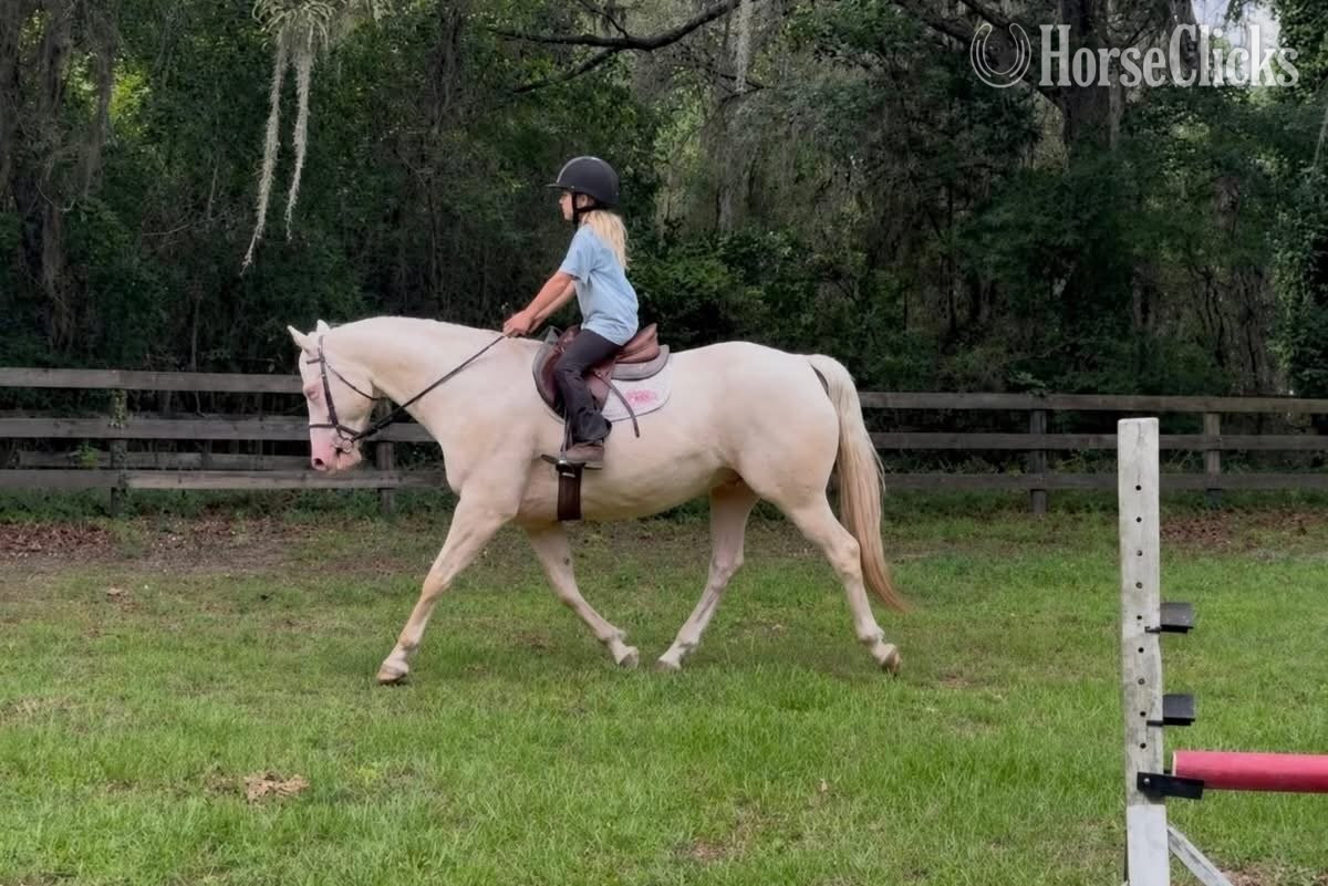 "JIMMY" Cremello Gelding Quarter Horse - Quarter Horse