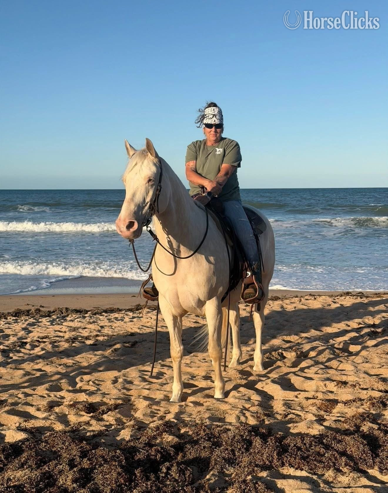 "JIMMY" Cremello Gelding Quarter Horse Florida
