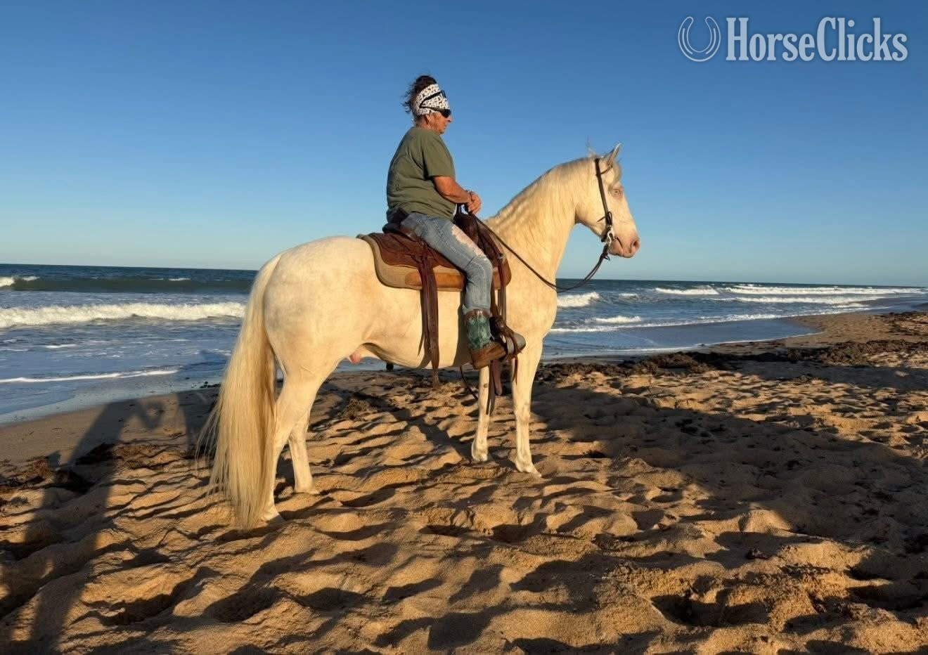 Quarter Horse - "JIMMY" Cremello Gelding Quarter Horse