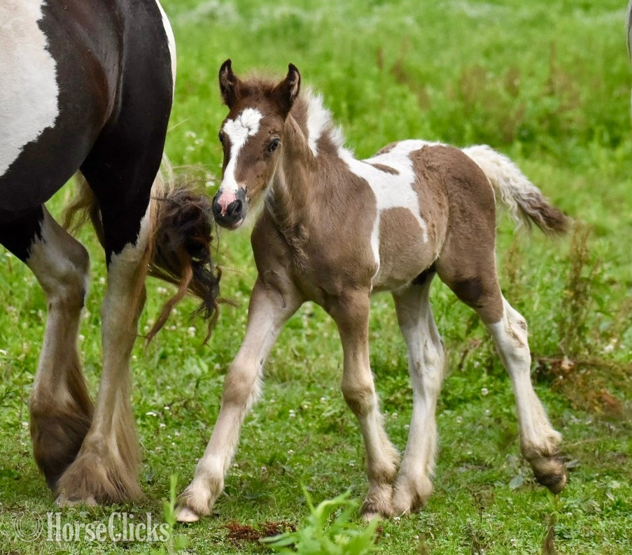 "Victorian Farms He’s a Smoke Show" Black Colt Gypsy Vanner in Ohio