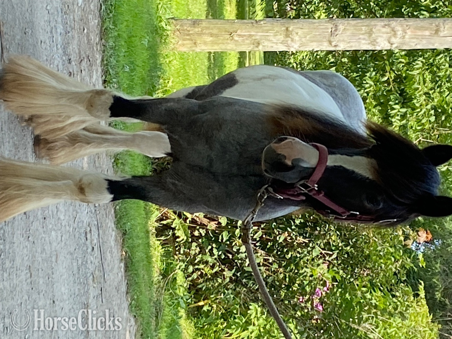 "GDLÎ Jack" Blue Roan Colt Gypsy Vanner