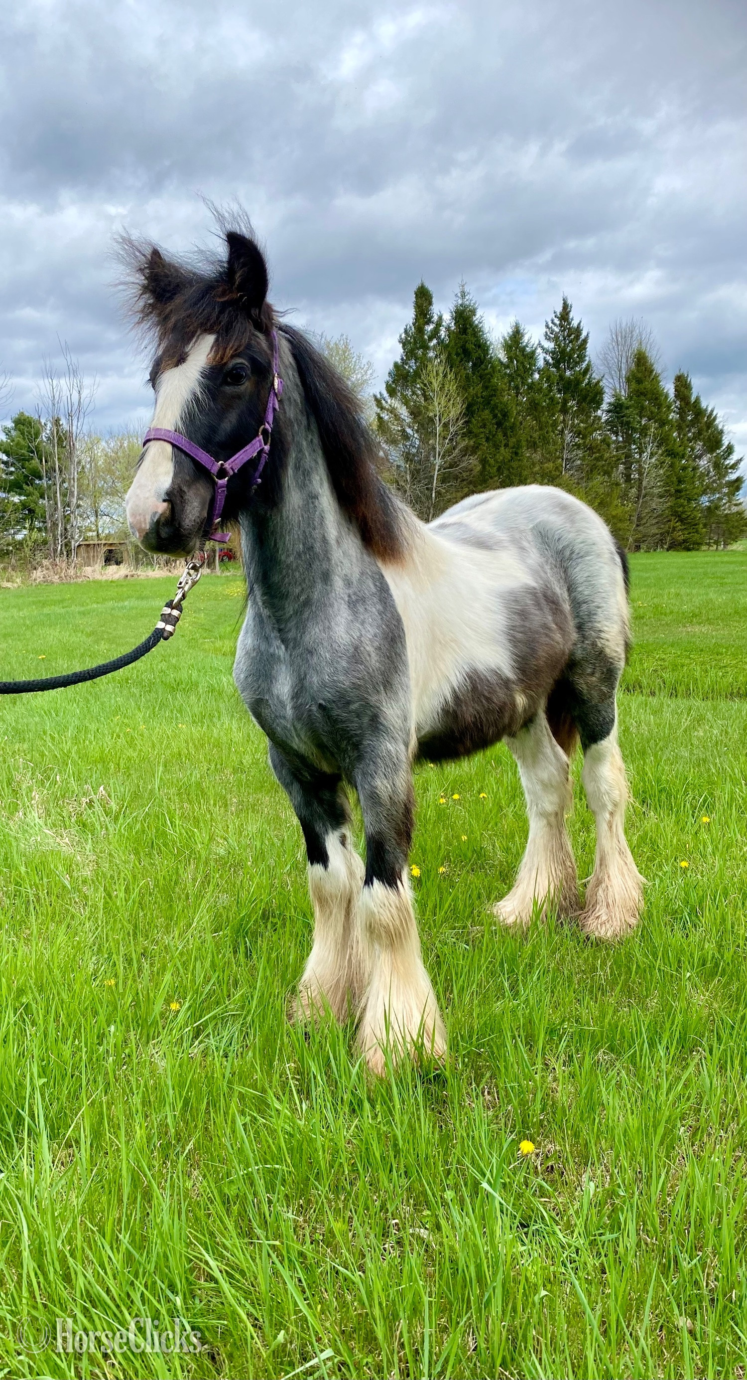 Quebec "GDLÎ Jack" Blue Roan Colt Gypsy Vanner