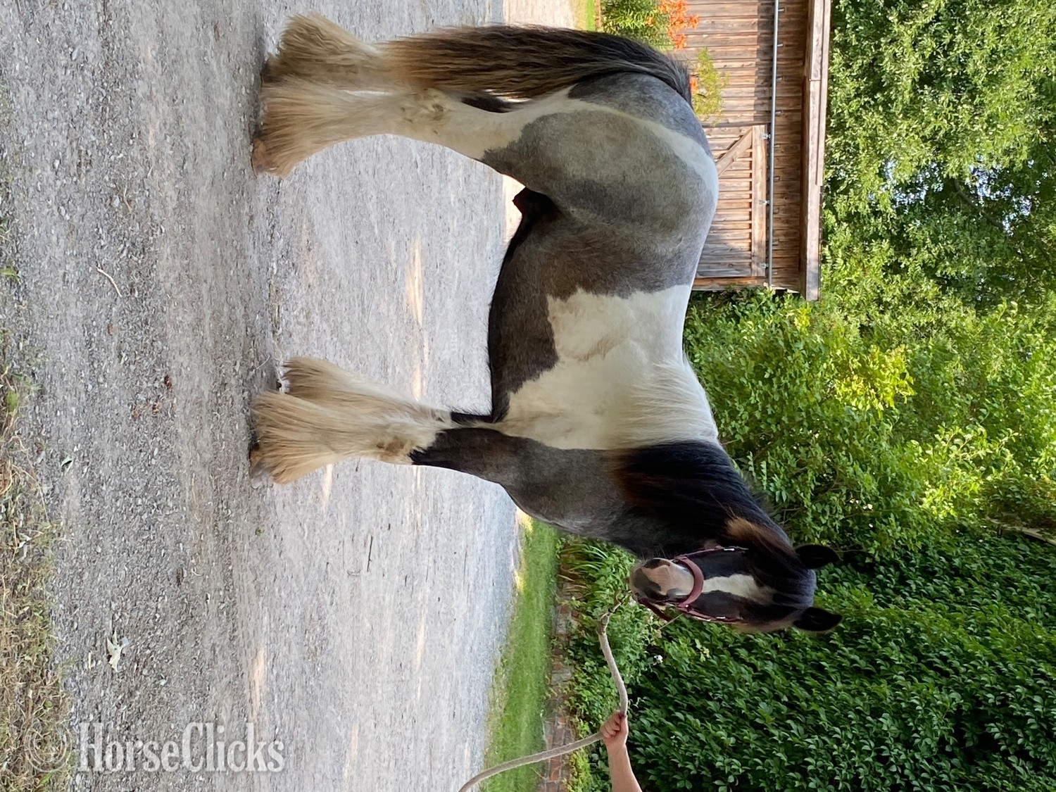 "GDLÎ Jack" Blue Roan Colt Gypsy Vanner - Gypsy Vanner in Quebec