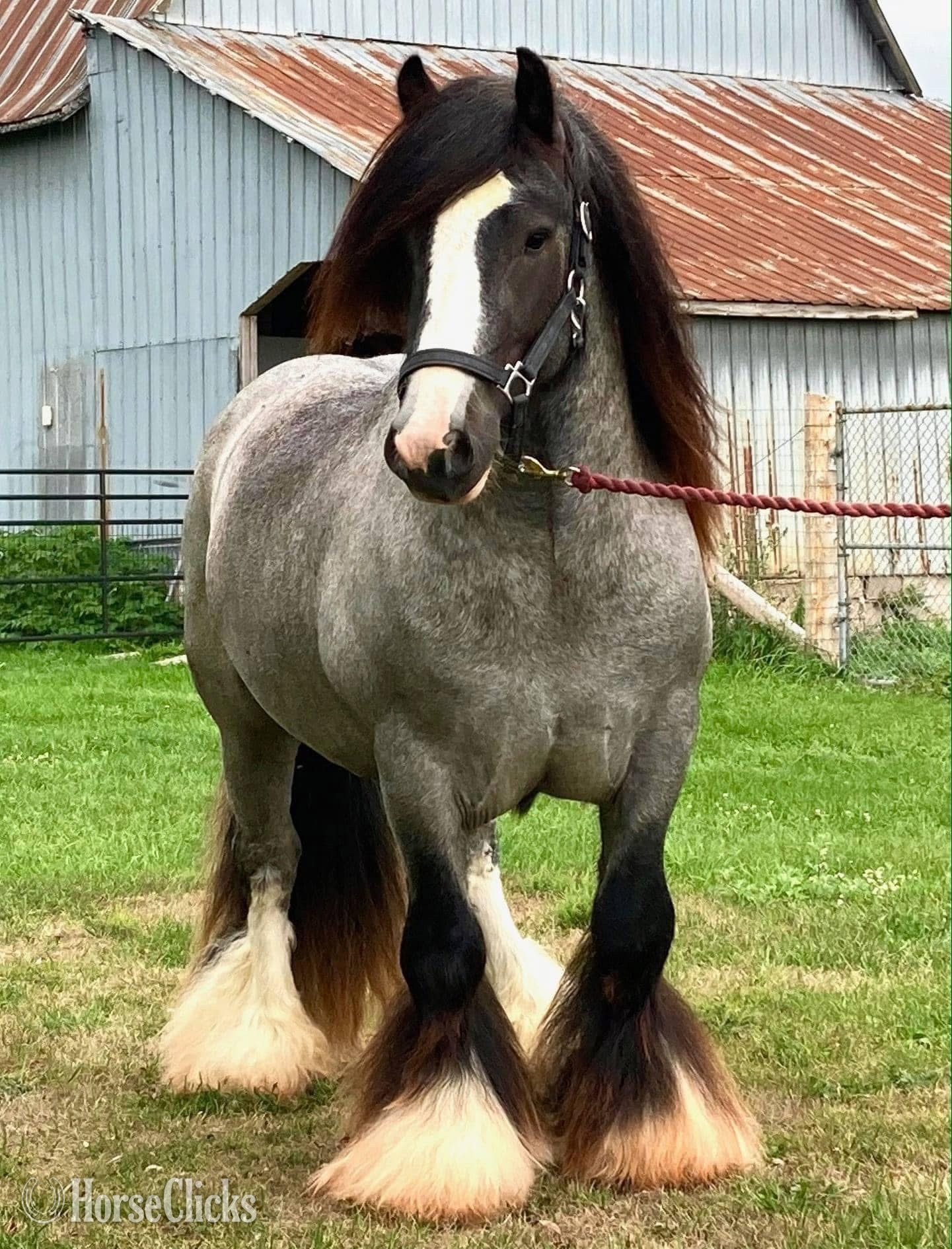 "GDLÎ Jack" Blue Roan Colt Gypsy Vanner - Gypsy Vanner