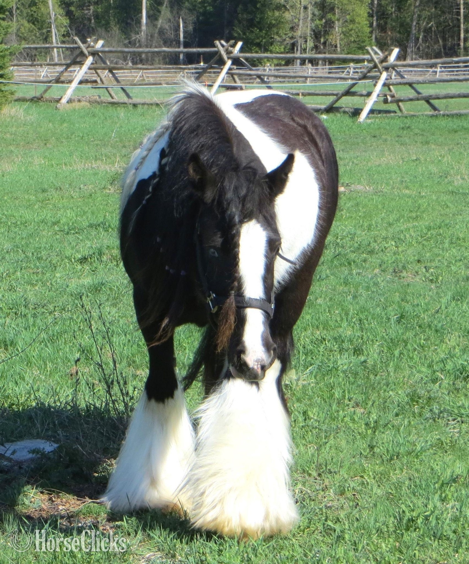 "GDLÎ Jack" Blue Roan Colt Gypsy Vanner Quebec
