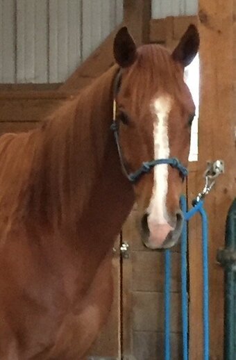 "Buddy" Sorrel Gelding Appendix