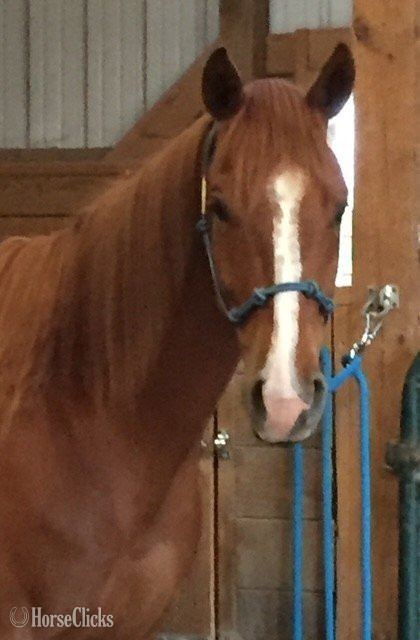 "Buddy" Sorrel Gelding Appendix in Oklahoma