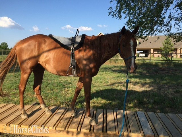 "Buddy" Sorrel Gelding Appendix