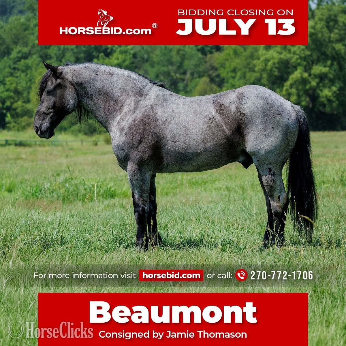 "Beaumont " Blue Roan Gelding Percheron in Kentucky