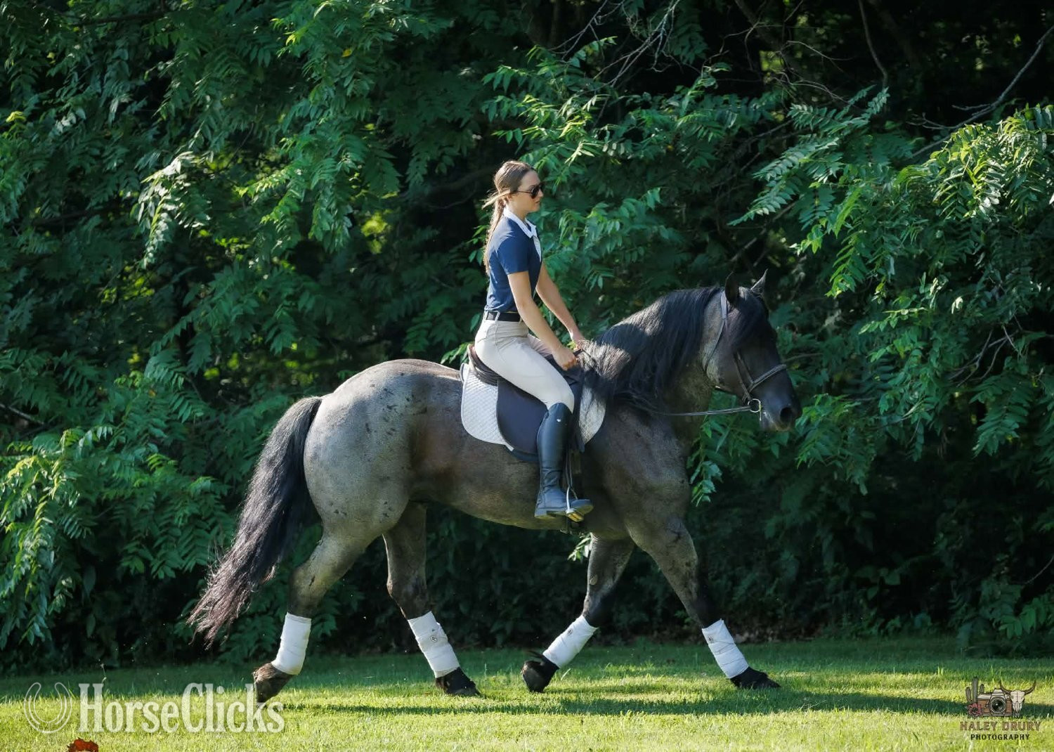 "Beaumont " Blue Roan Gelding Percheron - Percheron in Kentucky